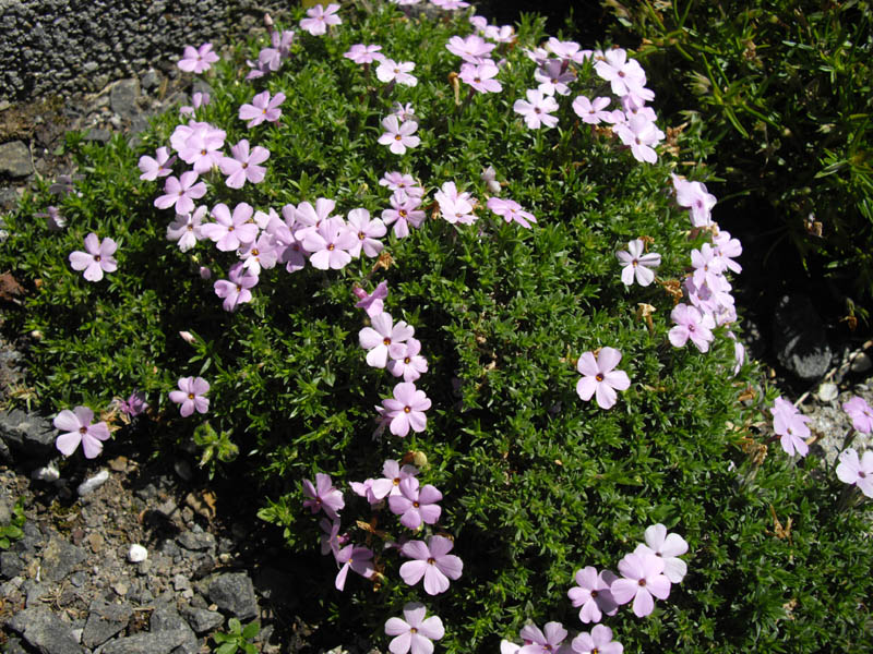 Phlox 'les ponts de Cé' photo